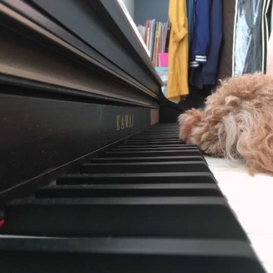 クッキーちゃん