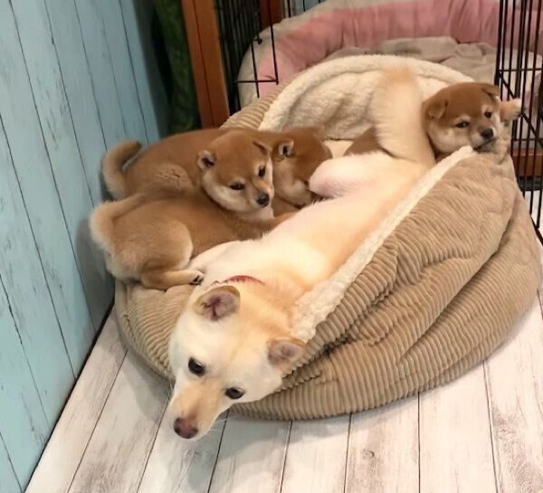 モチ代さんと子犬たち