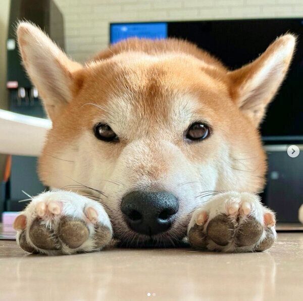 あざといポーズをするこたろうくん