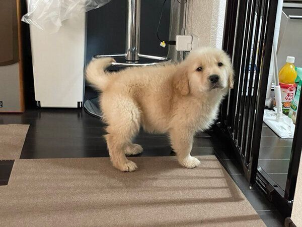 柵の前で見つめるセナくん