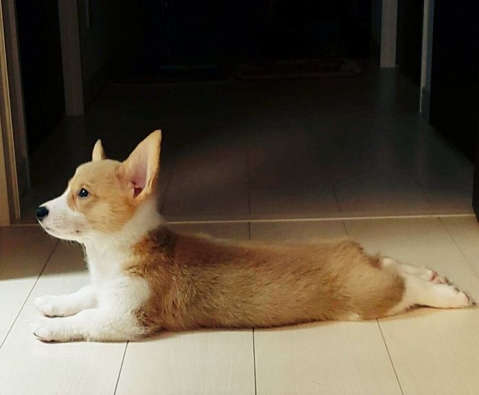 ごはんを待つこまちちゃん