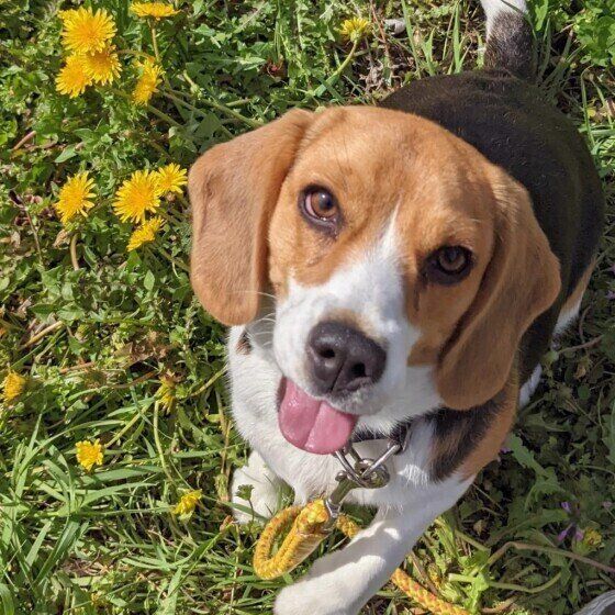 ビーグルのまこちゃん