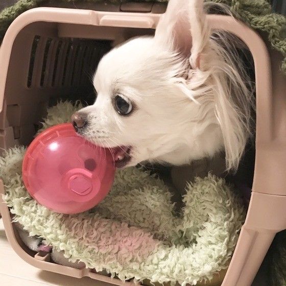 ボールをくわえるチワワ