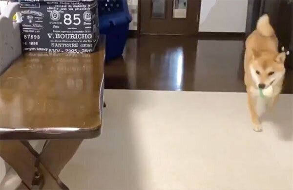 ボールを持ってくるりんご郎くん