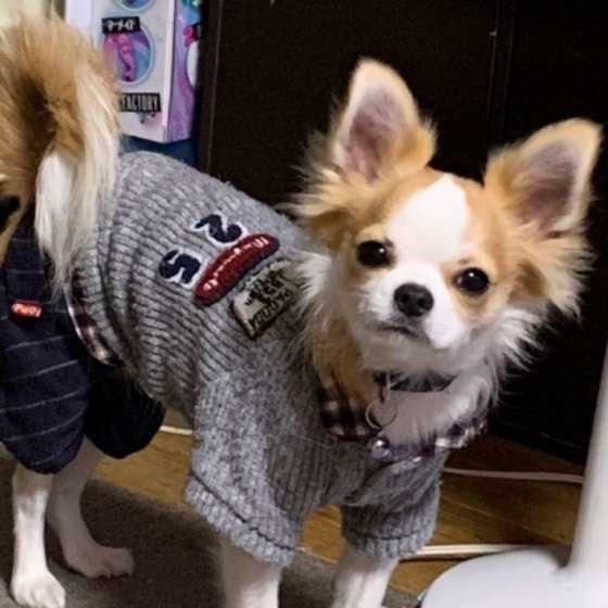 洋服を着るチワワ