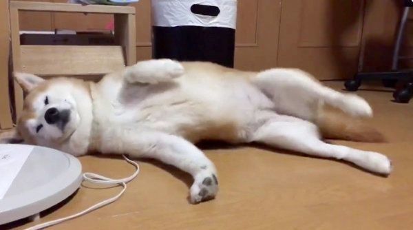 寝転がる柴犬・ロペさん