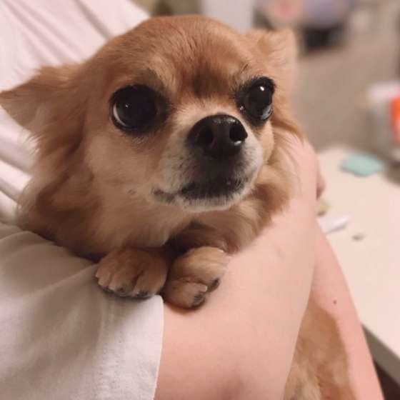 抱っこされるチワワ