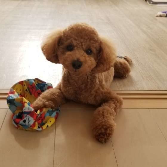 ラスクくん  トイ・プードル