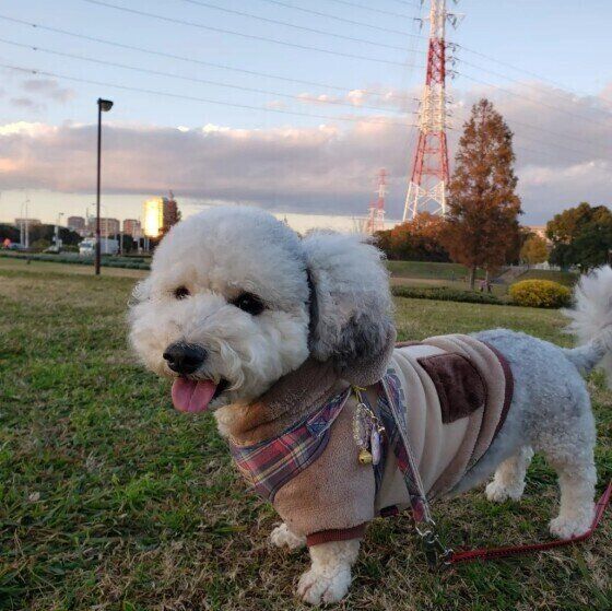 犬のキシリトール中毒に注意！人用のガムや歯磨き粉で犬が中毒を起こす？  いぬのきもち