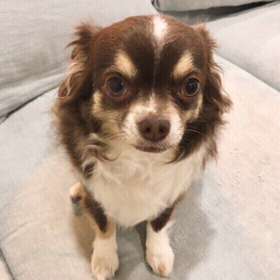 チワワのダブくん