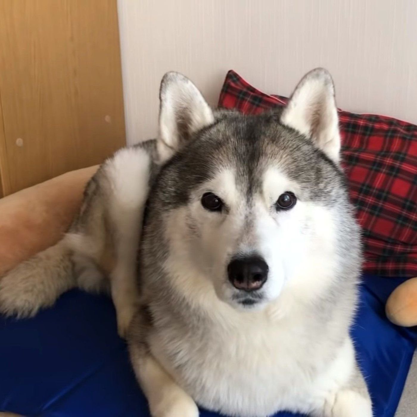 耳が反応 おやつ という単語を聞き逃せないハスキー犬 いぬのきもちweb Magazine 耳が反応 おやつ という単語を聞き逃せないハスキー犬 いぬのきもちweb Magazine