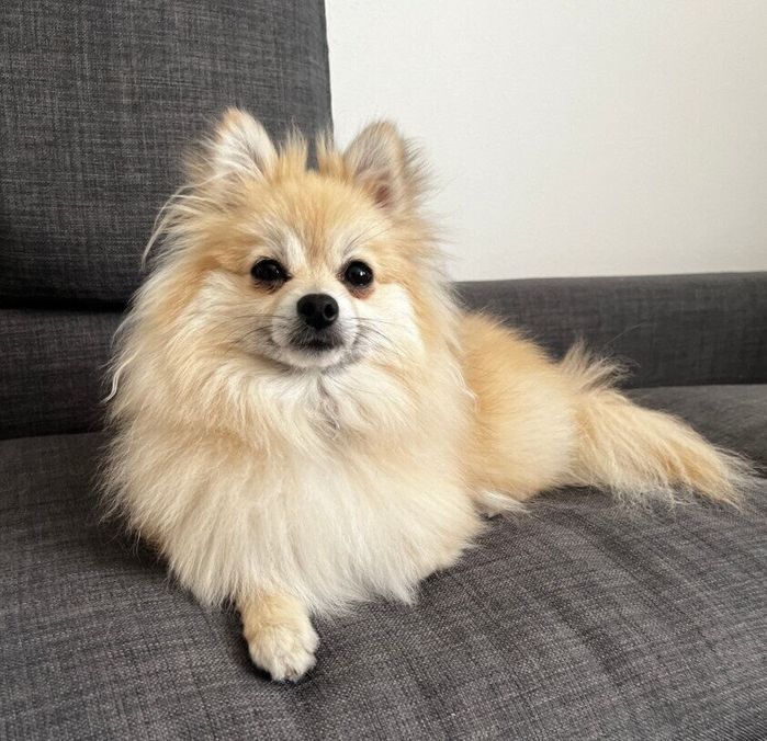 1才になったポメラニアン
