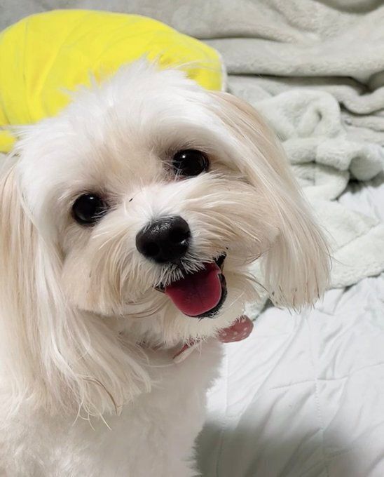 嬉しそうな表情をする犬