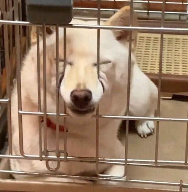 クセがスゴい表情をするモチ代さん