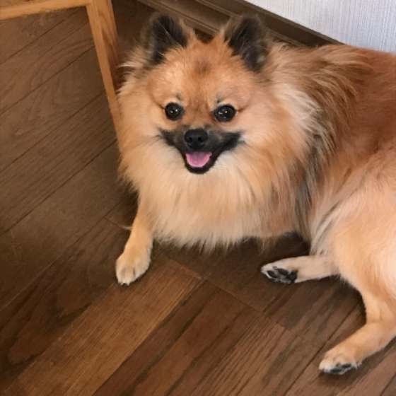 微笑むポメラニアン