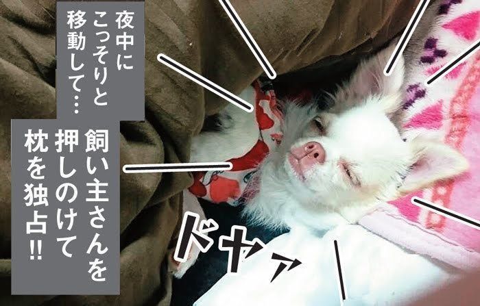 爆睡するチワワのめえめちゃん