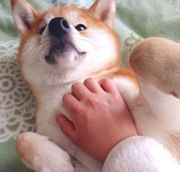 寝転がるいなりちゃん