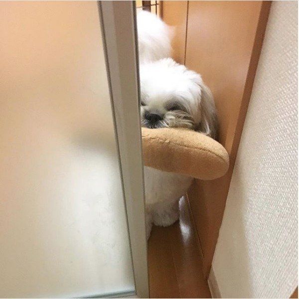 おもちゃが大好きなシー・ズー