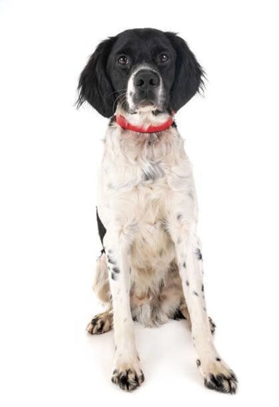 ブリタニー・スパニエル