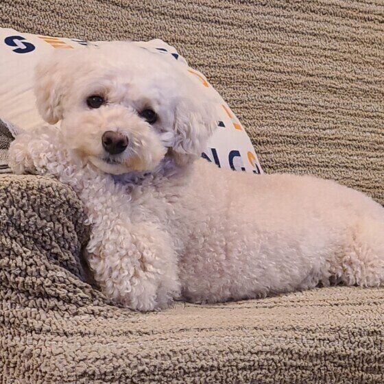 トイ・プードルのちくわちゃん