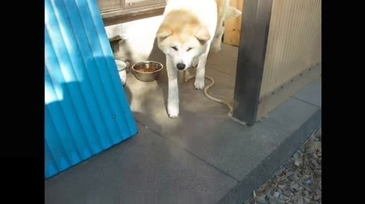 番犬のシゴトって案外大変なのかも めんどくさそうに威嚇するワンコ なんだよもぉ 感がスゴイ いぬのきもちweb Magazine 番犬のシゴトって案外大変なのかも めんどくさそうに威嚇するワンコ なんだよもぉ 感がスゴイ いぬのきもちweb Magazine