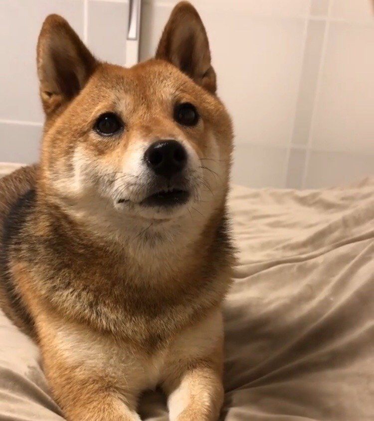 豆柴ふくちゃんのＶサイン