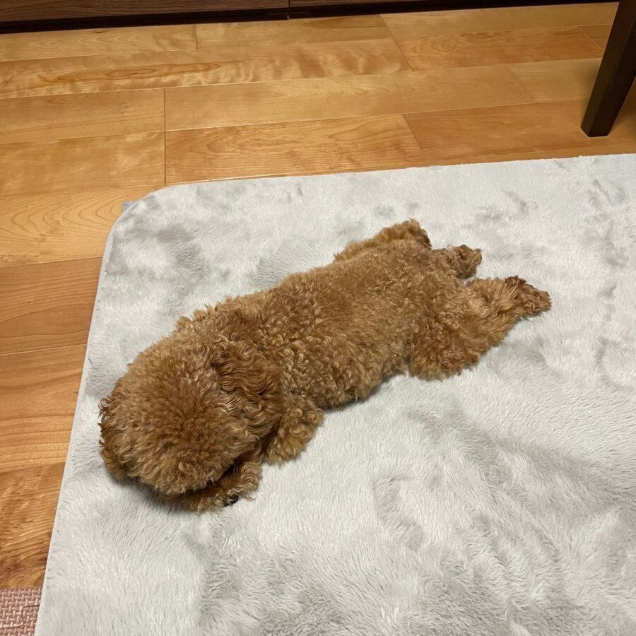 寝落ちするうたちゃん