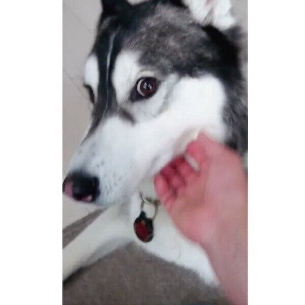 飼い主さんにナデナデをおねだりするクロノくん