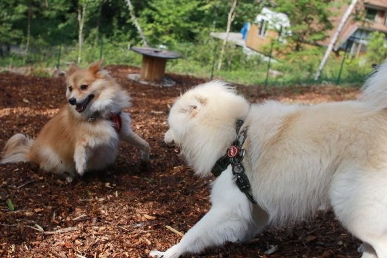 もうあんなに悲しい思いはしたくない 穴澤賢の犬のはなし いぬのきもちweb Magazine もうあんなに悲しい思いはしたくない 穴澤賢の犬のはなし いぬのきもちweb Magazine