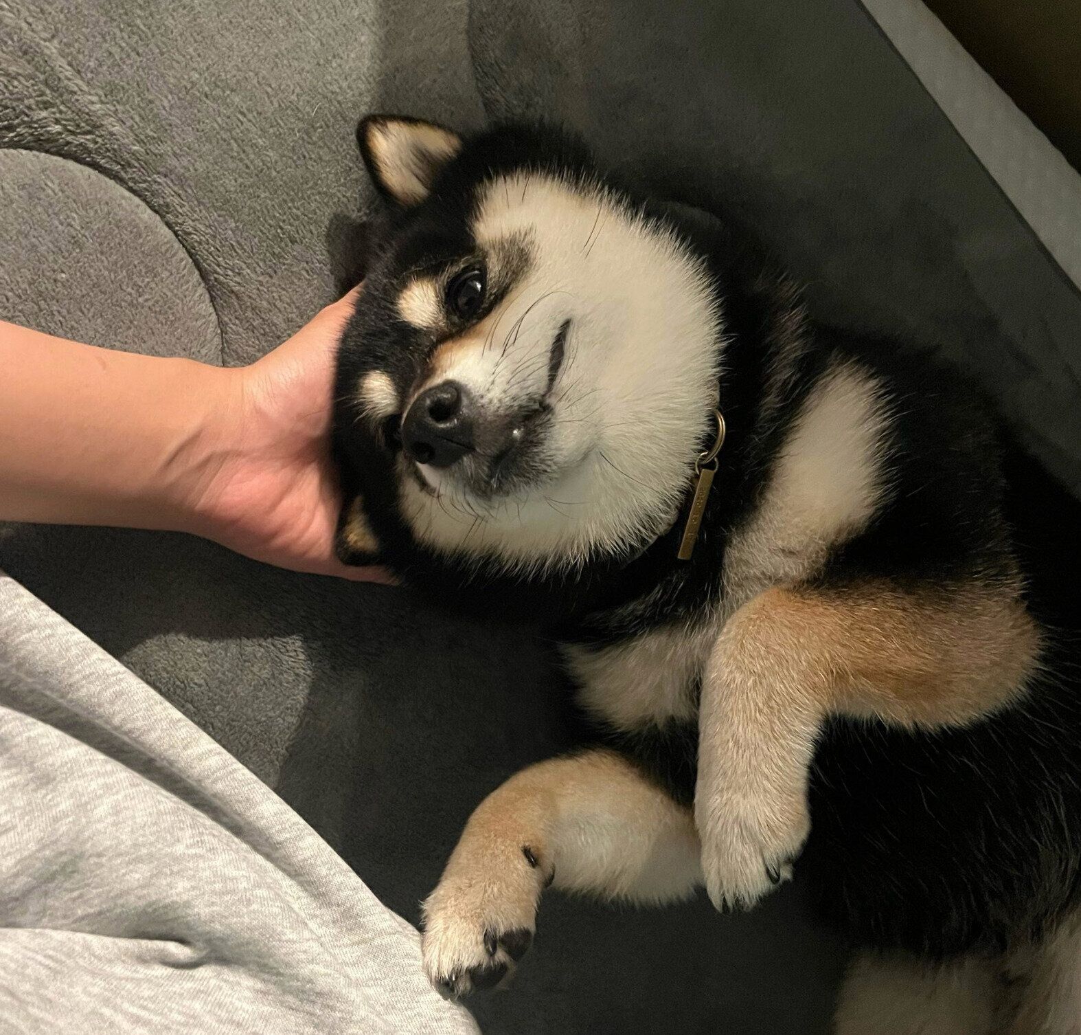 寝転がるそらちゃん