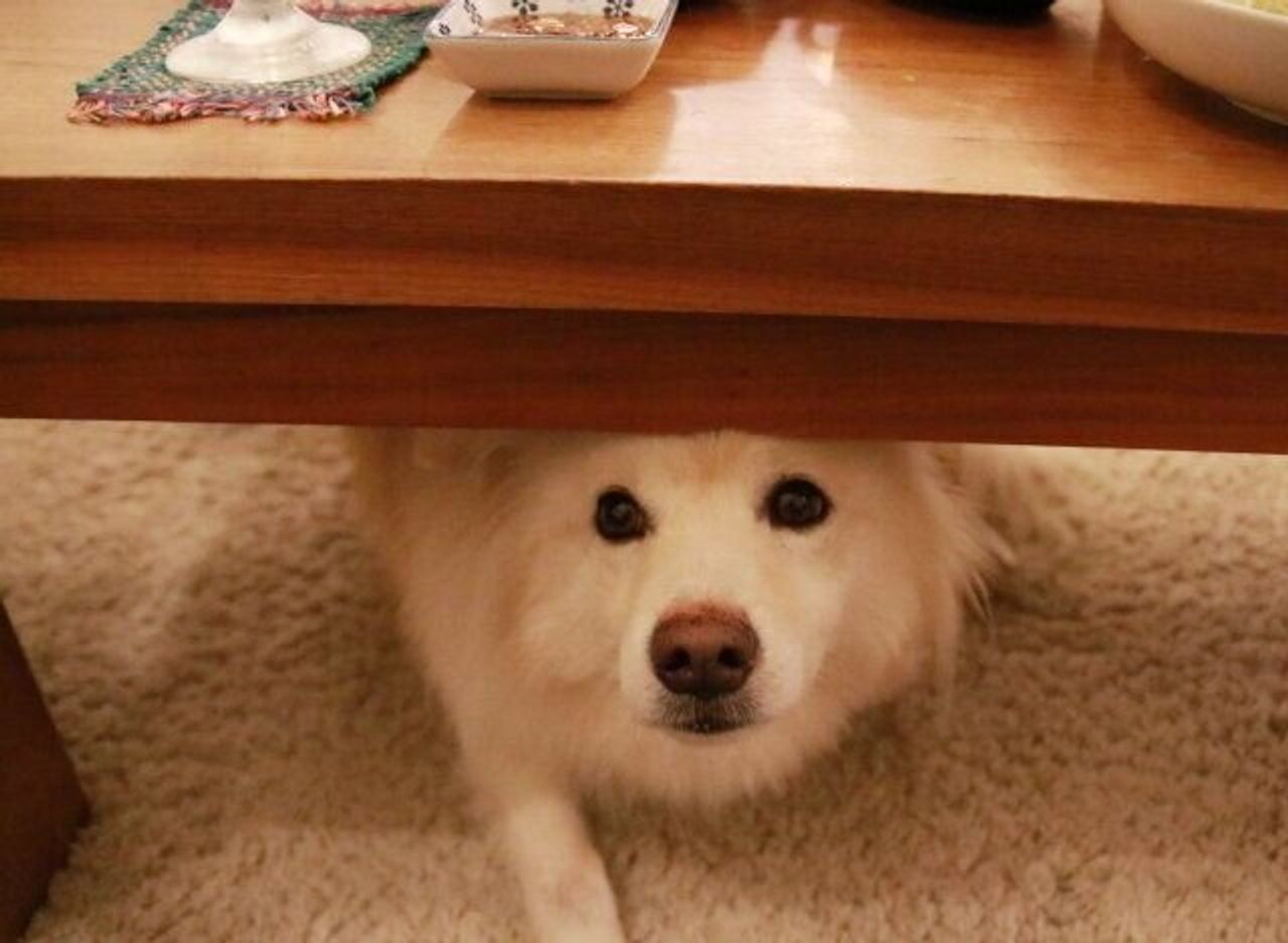 犬はうそをつけるのか 穴澤賢の犬のはなし いぬのきもちweb Magazine 犬はうそをつけるのか 穴澤賢の犬のはなし いぬのきもちweb Magazine