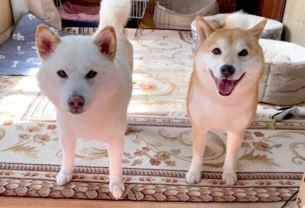 仲良しなみかんちゃん、Q太郎くん