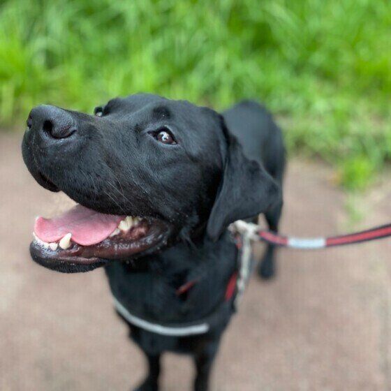 ラブラドール・レトリーバー