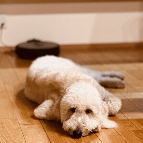 Ｍｉｘ（雑種）大型犬　ゴールデンドゥードル