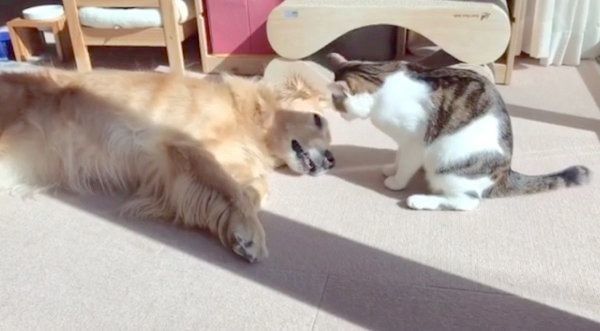 仲良しなゴールデン・レトリーバーと猫