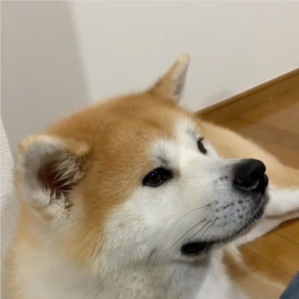 子犬の頃が恋しくて 秋田犬に思わずパパさんがしてしまう行動とは いぬのきもちweb Magazine 子犬の頃が恋しくて 秋田犬に思わずパパさんがしてしまう行動とは いぬのきもちweb Magazine