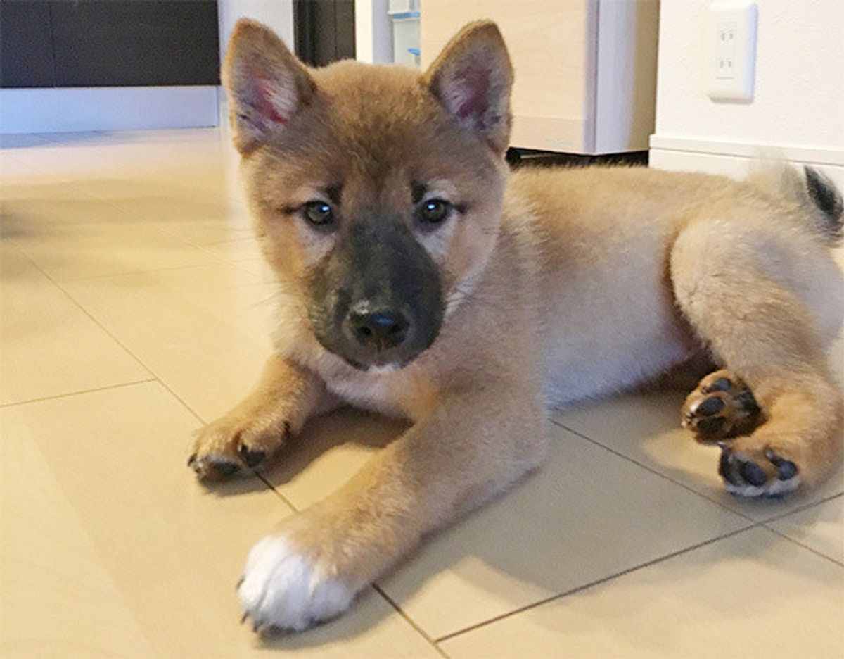 愛犬史上最悪のイタズラ を飼い主さんが告白 トンデモエピソードも いぬのきもちweb Magazine 愛犬史上最悪のイタズラ を飼い主さんが告白 トンデモエピソードも いぬのきもちweb Magazine