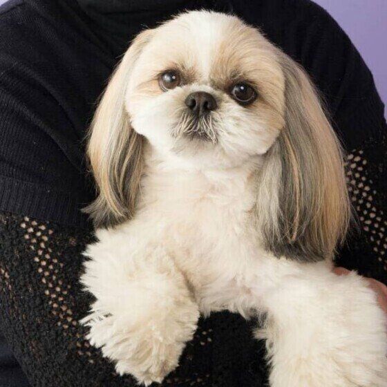 見つめるシー・ズー