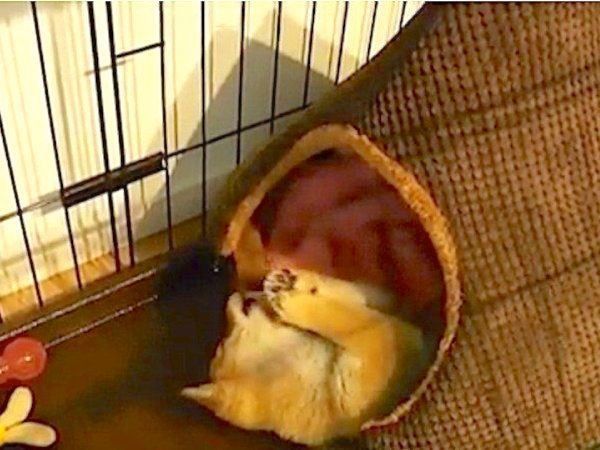 見えない敵と戦う柴犬