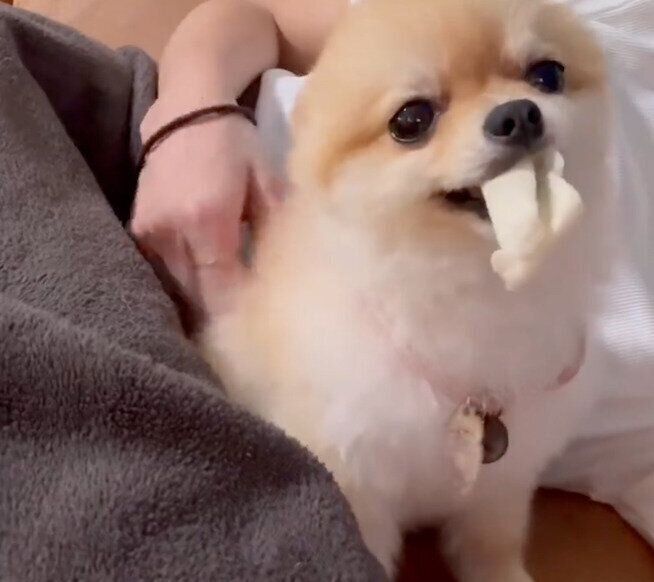 飼い主さんになでてもらうぽんちゃん
