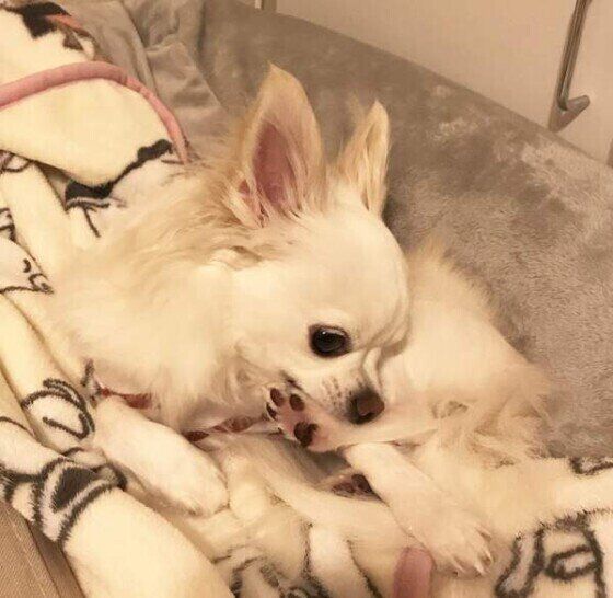 寝る前に必ずカミカミするミルクくん