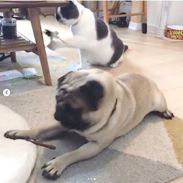 ニャンコ釣りをするパグ