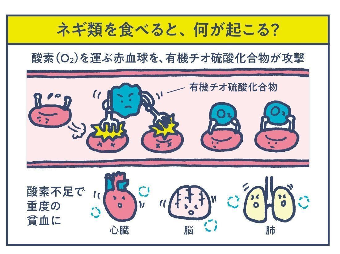 有機チオ硫酸化合物が赤血球のヘモグロビンを酸化させ、赤血球を破壊。酸素が全身に行き渡らず、茶褐色の尿が出て、意気消沈、発熱などが発生