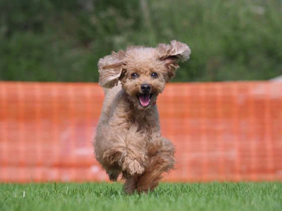 トイプードル　かのんちゃん