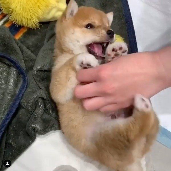 お腹をこちょこちょされるうにくん