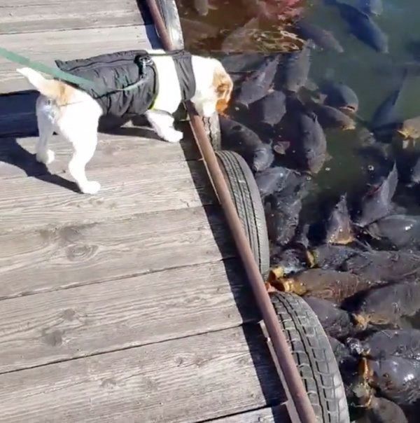 水面を覗き込むジャック・ラッセル・テリア