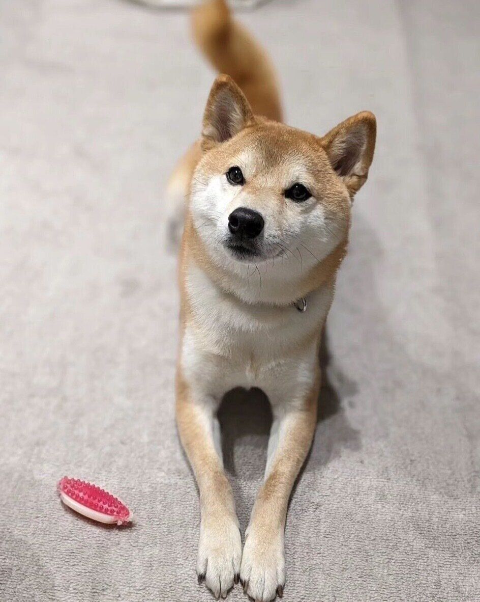 見つめる豆蔵くん