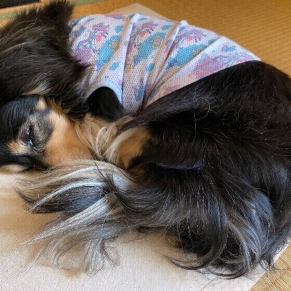 犬も首を 寝違える ことはあるの 対処法や注意したい犬の寝相とは いぬのきもちweb Magazine 犬も首を 寝違える ことはあるの 対処法や注意したい犬の寝相とは いぬのきもちweb Magazine