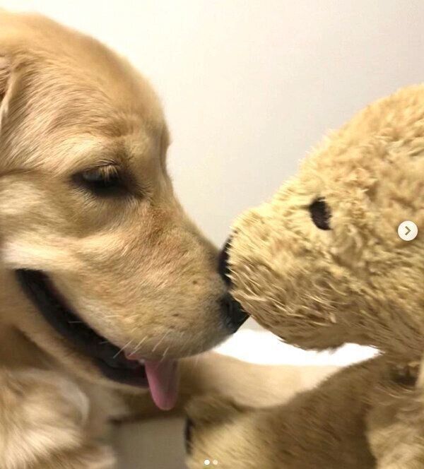 子犬時代のひまわりちゃん