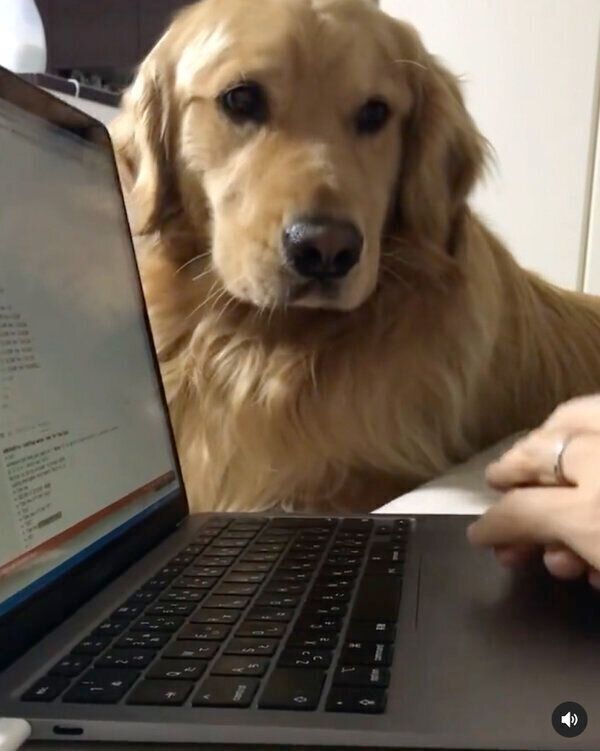 パソコン作業中の飼い主さんを邪魔しちゃう佐助くん